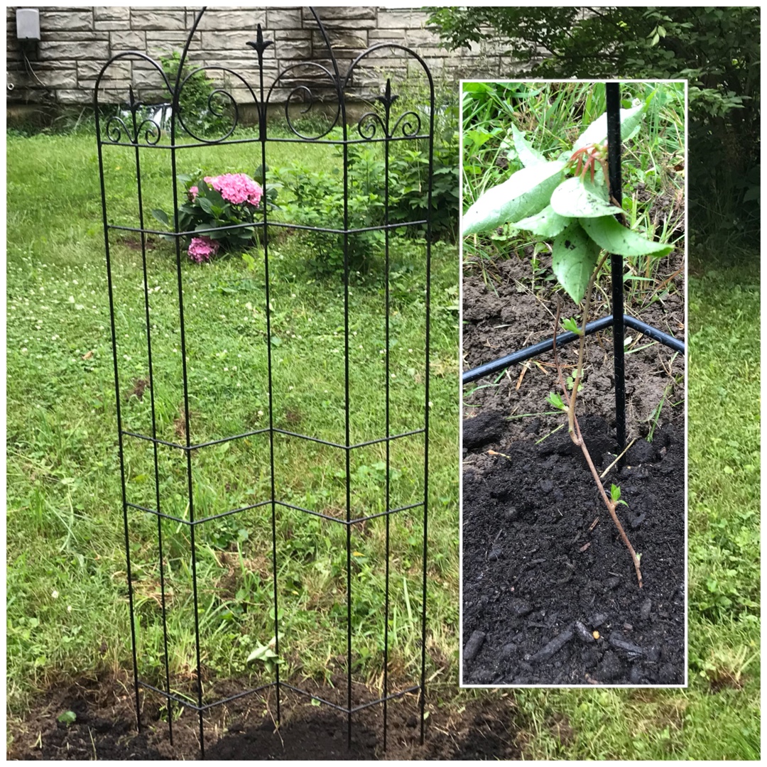 Actinidia arguta Prolific in the GardenTags plant encyclopedia Hardy Kiwi Prolific in the GardenTags plant encyclopedia