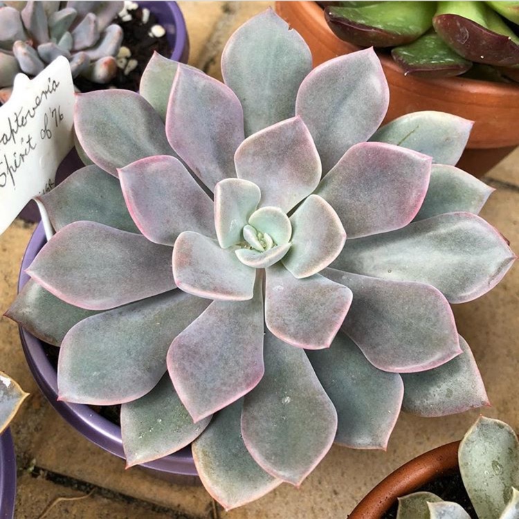 xGraptoveria Spirit of 76 in the GardenTags plant encyclopedia Graptoveria Spirit of 76 in the GardenTags plant encyclopedia