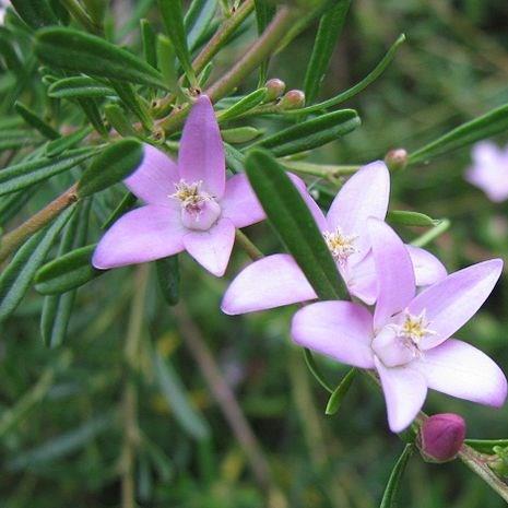 Crowea species in the GardenTags plant encyclopedia Waxflower in the GardenTags plant encyclopedia