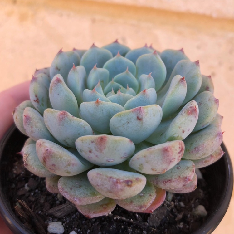 Echeveria Minima White Form in the GardenTags plant encyclopedia Echeveria Minima White Form in the GardenTags plant encyclopedia