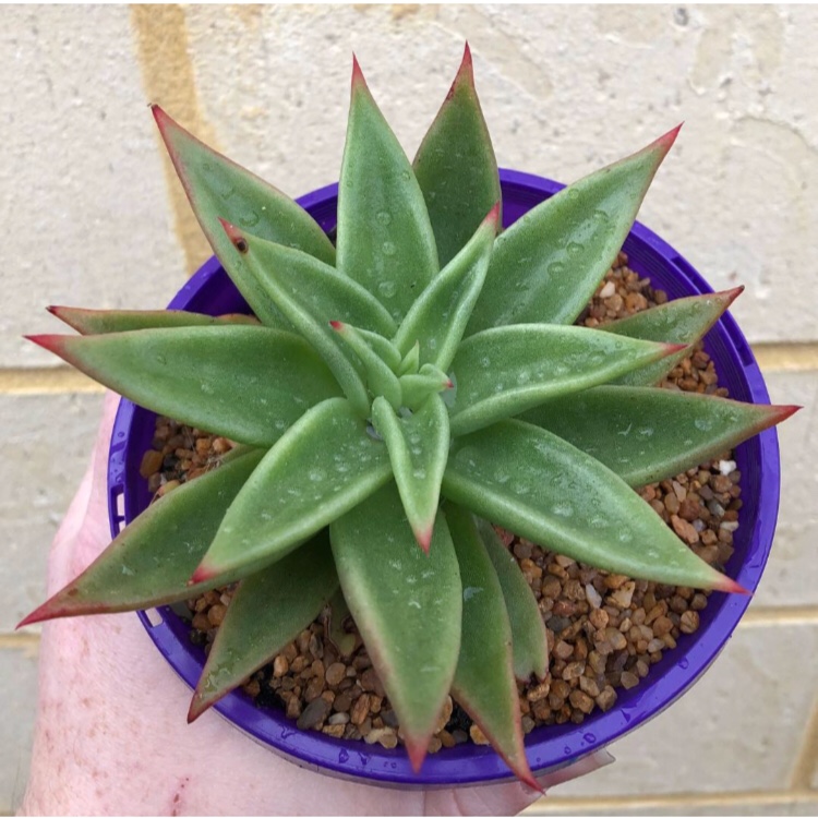 Echeveria Martin in the GardenTags plant encyclopedia Echeveria Martin in the GardenTags plant encyclopedia
