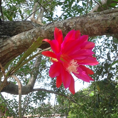 Epiphyllum pegasus in the GardenTags plant encyclopedia Orchid Cactus Pegasus in the GardenTags plant encyclopedia