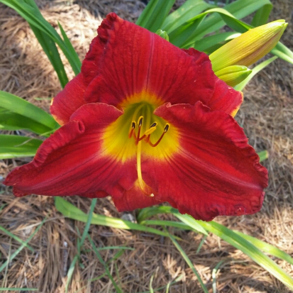 Hemerocallis Charles Johnston in the GardenTags plant encyclopedia Daylily Charles Johnston in the GardenTags plant encyclopedia