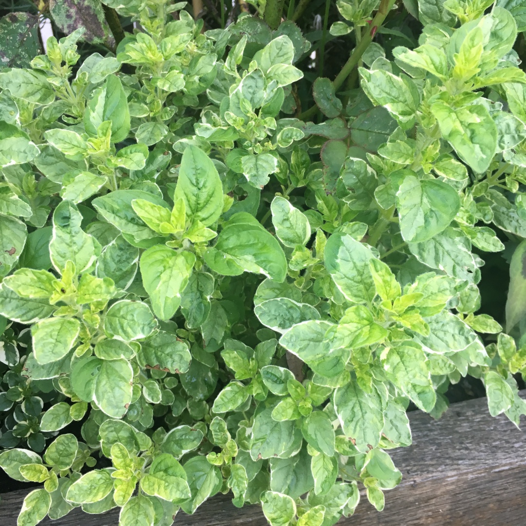 Origanum vulgare Country Cream in the GardenTags plant encyclopedia Oregano Country Cream in the GardenTags plant encyclopedia
