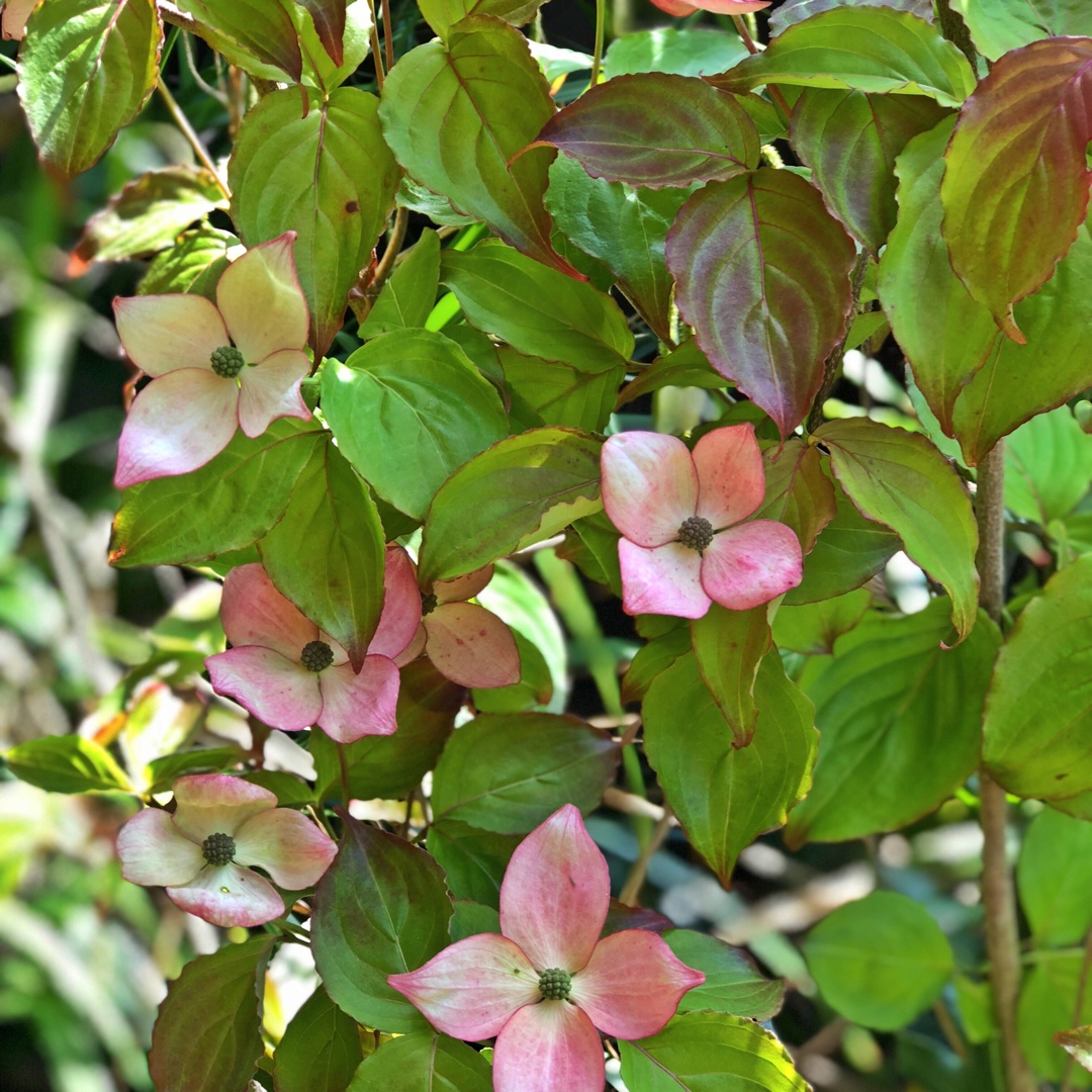 Cornus Kousa 'Heart Throb', Chinese Dogwood 'Heart Throb' in