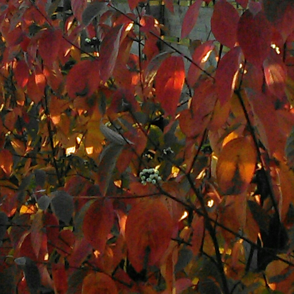 Cornus alba Sibirica in the GardenTags plant encyclopedia Siberian Dogwood in the GardenTags plant encyclopedia