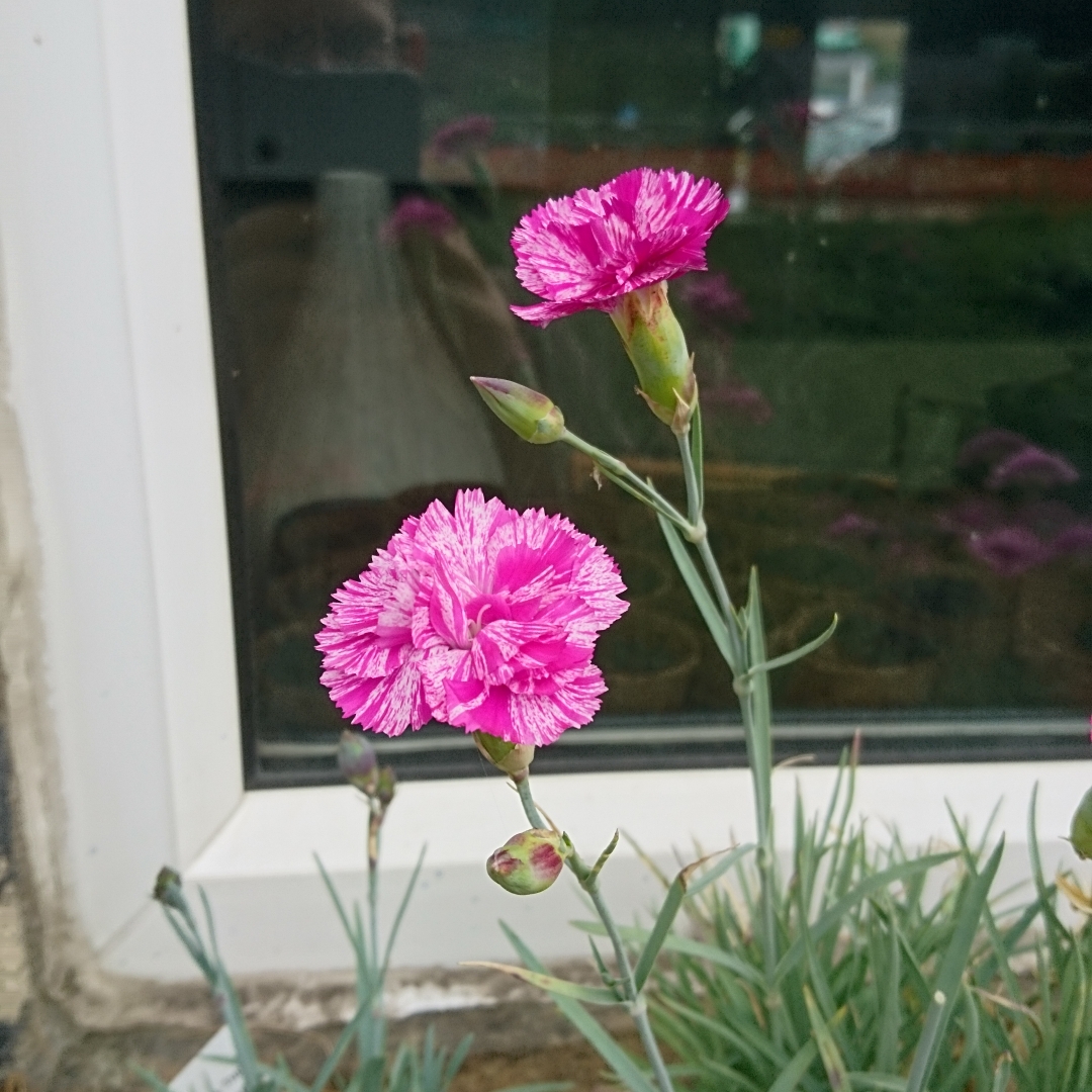 Dianthus Cosmic Swirl in the GardenTags plant encyclopedia Garden Pink Cosmic Swirl in the GardenTags plant encyclopedia