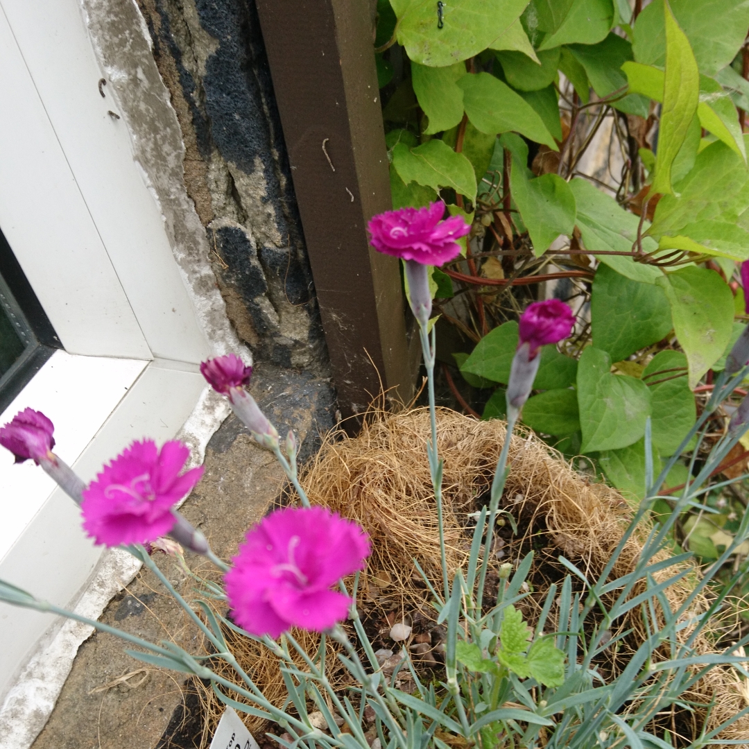Dianthus Slacks Cerise in the GardenTags plant encyclopedia Alpine Pink Slacks Cerise in the GardenTags plant encyclopedia