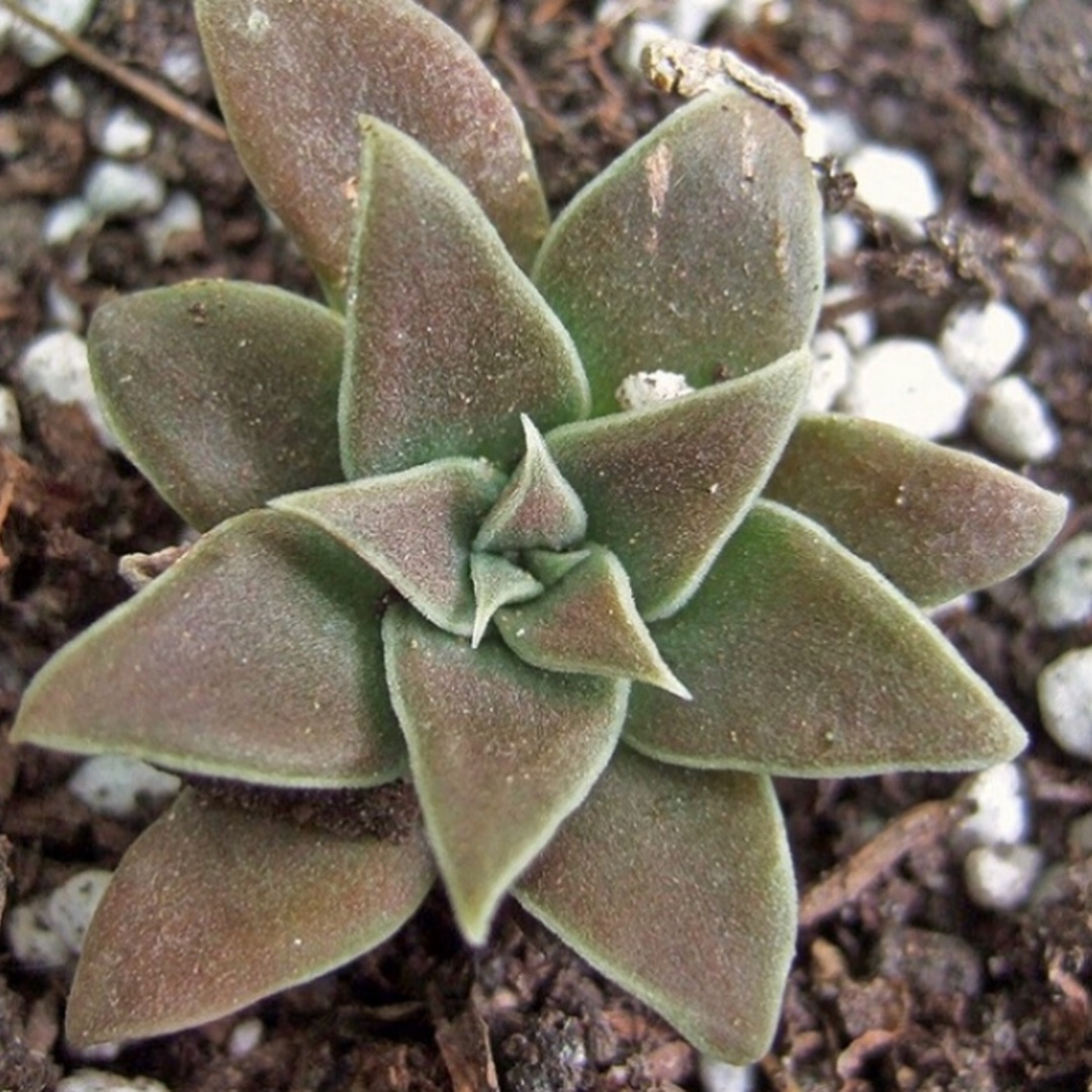 Echeveria Chiclensis var. Backebergii in the GardenTags plant encyclopedia Echeveria Chiclensis var. Backebergii in the GardenTags plant encyclopedia