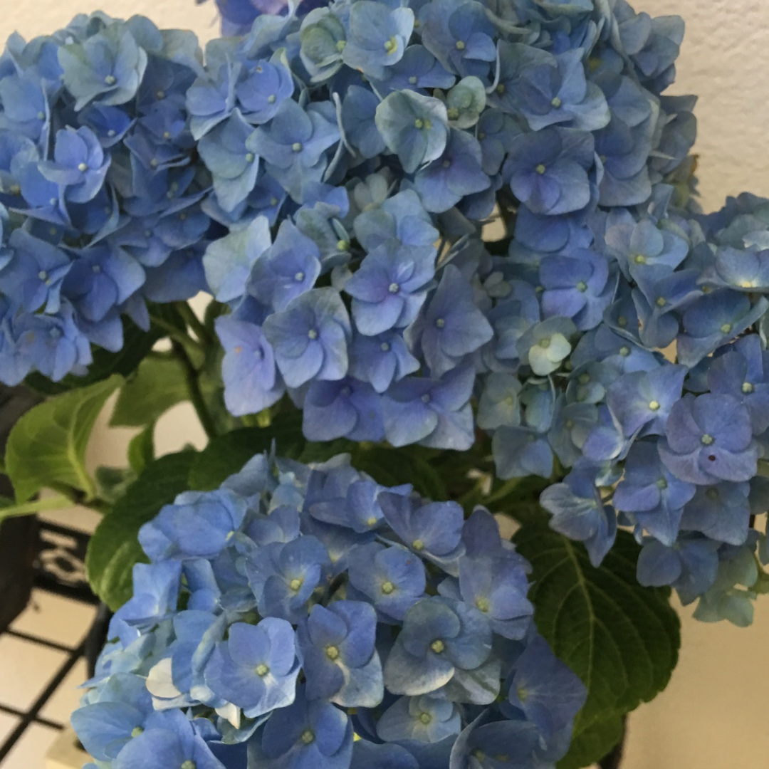 Hydrangea macrophylla Blue Danube in the GardenTags plant encyclopedia Hydrangea Blue Danube in the GardenTags plant encyclopedia