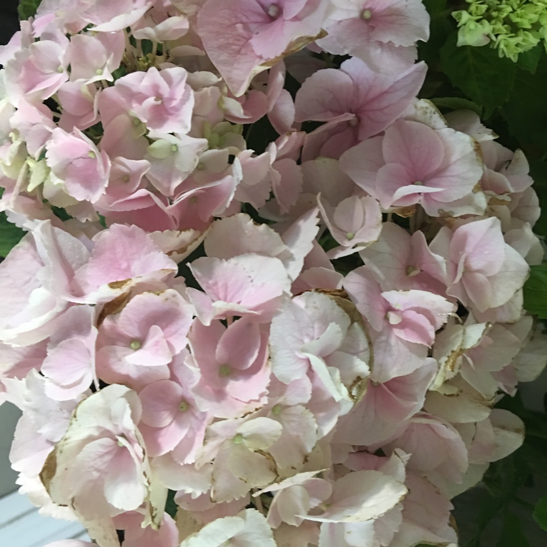 Hydrangea Oklahoma in the GardenTags plant encyclopedia Hydrangea Oklahoma in the GardenTags plant encyclopedia