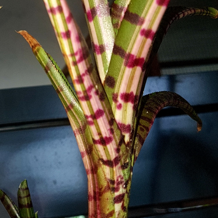 Neoregelia Groucho in the GardenTags plant encyclopedia Neoregelia Groucho in the GardenTags plant encyclopedia