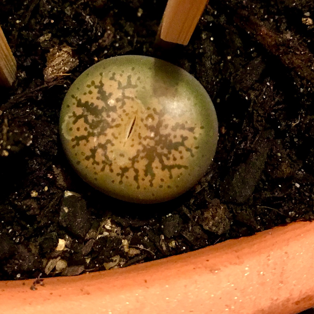 Lithops Leslei var. Leslei in the GardenTags plant encyclopedia Living Stones Leslei var. Leslei in the GardenTags plant encyclopedia