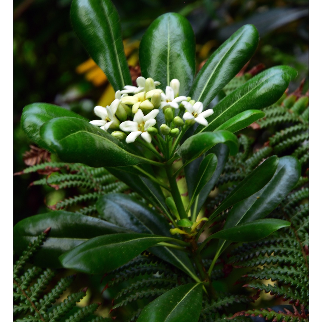 Pittosporum tobira in the GardenTags plant encyclopedia Japanese Pittosporum in the GardenTags plant encyclopedia