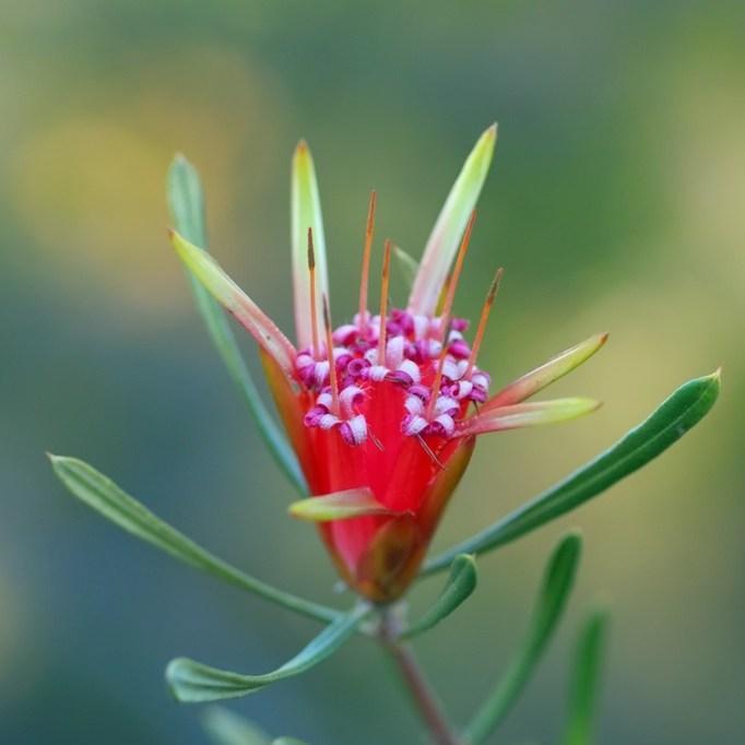 Lambertia Formosa in the GardenTags plant encyclopedia Mountain Devil in the GardenTags plant encyclopedia