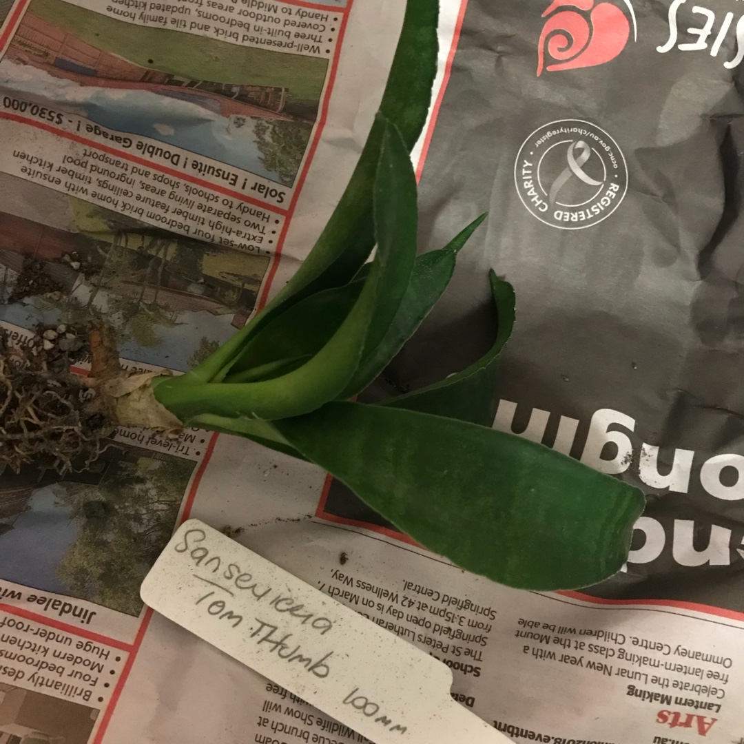 Sansevieria Tom Thumb in the GardenTags plant encyclopedia Snake Plant Tom Thumb in the GardenTags plant encyclopedia