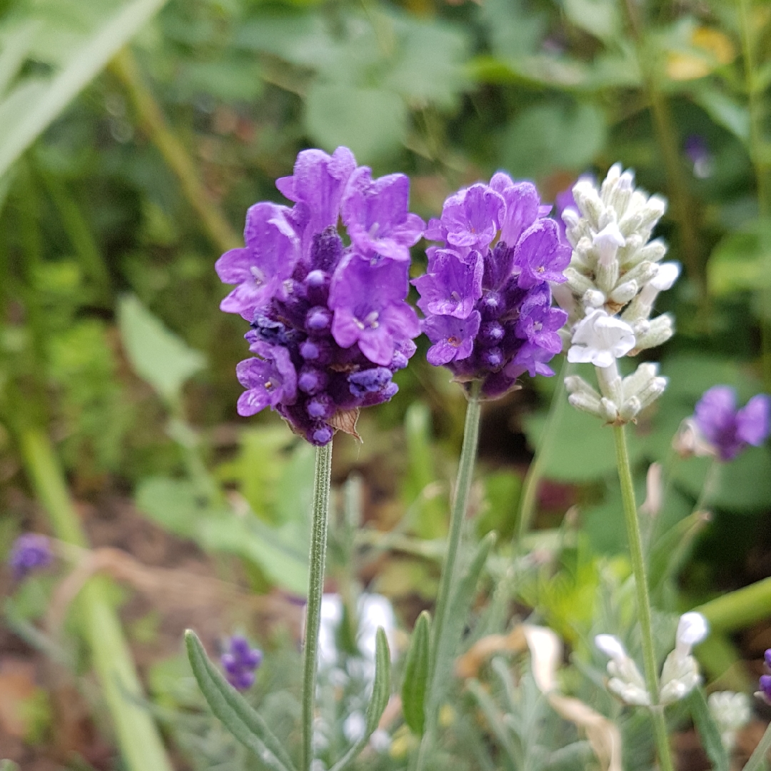 Lavandula angustifolia Peter Pan in the GardenTags plant encyclopedia Lavender Peter Pan in the GardenTags plant encyclopedia