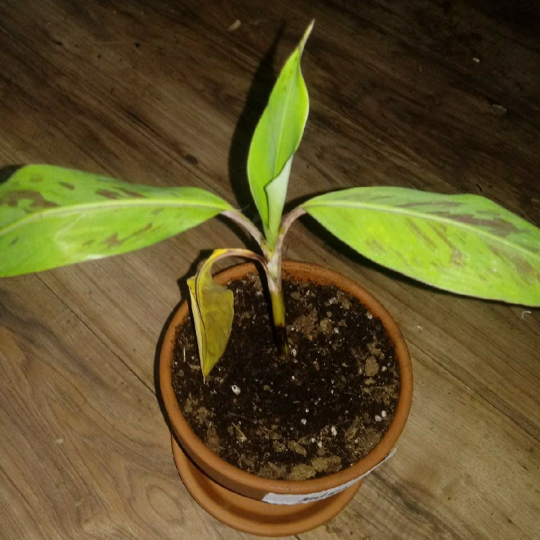 Musa Red Dwarf in the GardenTags plant encyclopedia Red Banana in the GardenTags plant encyclopedia