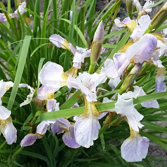 Iris sibirica Summer Sky in the GardenTags plant encyclopedia Siberian Iris Summer Sky in the GardenTags plant encyclopedia