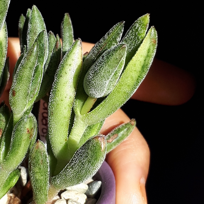 Crassula Justus Corderoy variegata in the GardenTags plant encyclopedia Variegated Justus Corderoy in the GardenTags plant encyclopedia