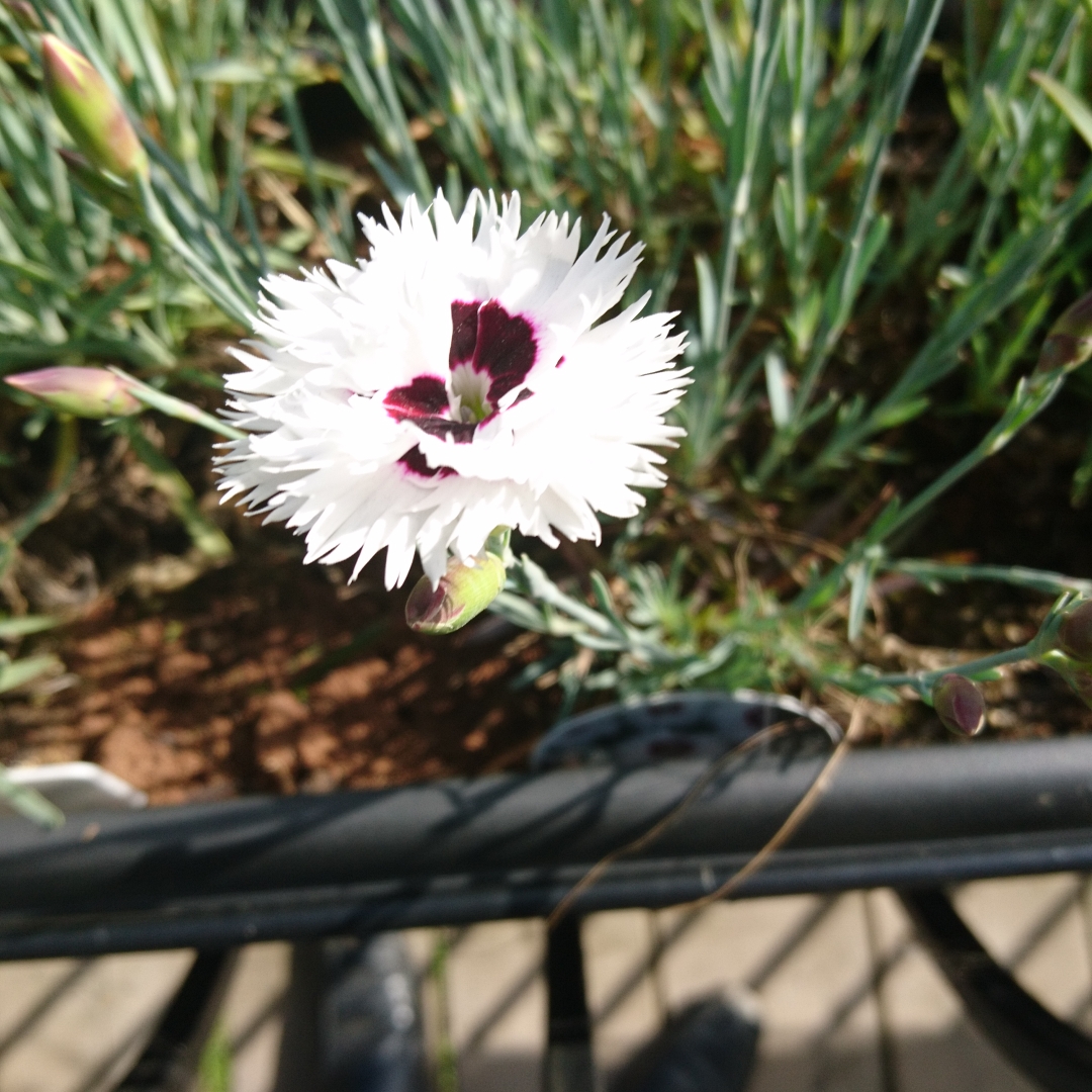 Dianthus Starry Eyes in the GardenTags plant encyclopedia Pink Starry Eyes in the GardenTags plant encyclopedia