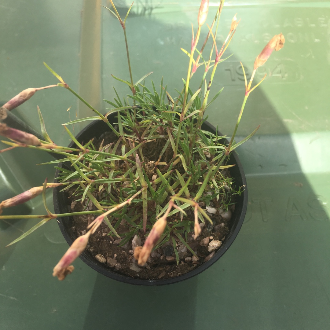 Dianthus Whatfield Wisp in the GardenTags plant encyclopedia Pink Whatfield Wisp in the GardenTags plant encyclopedia