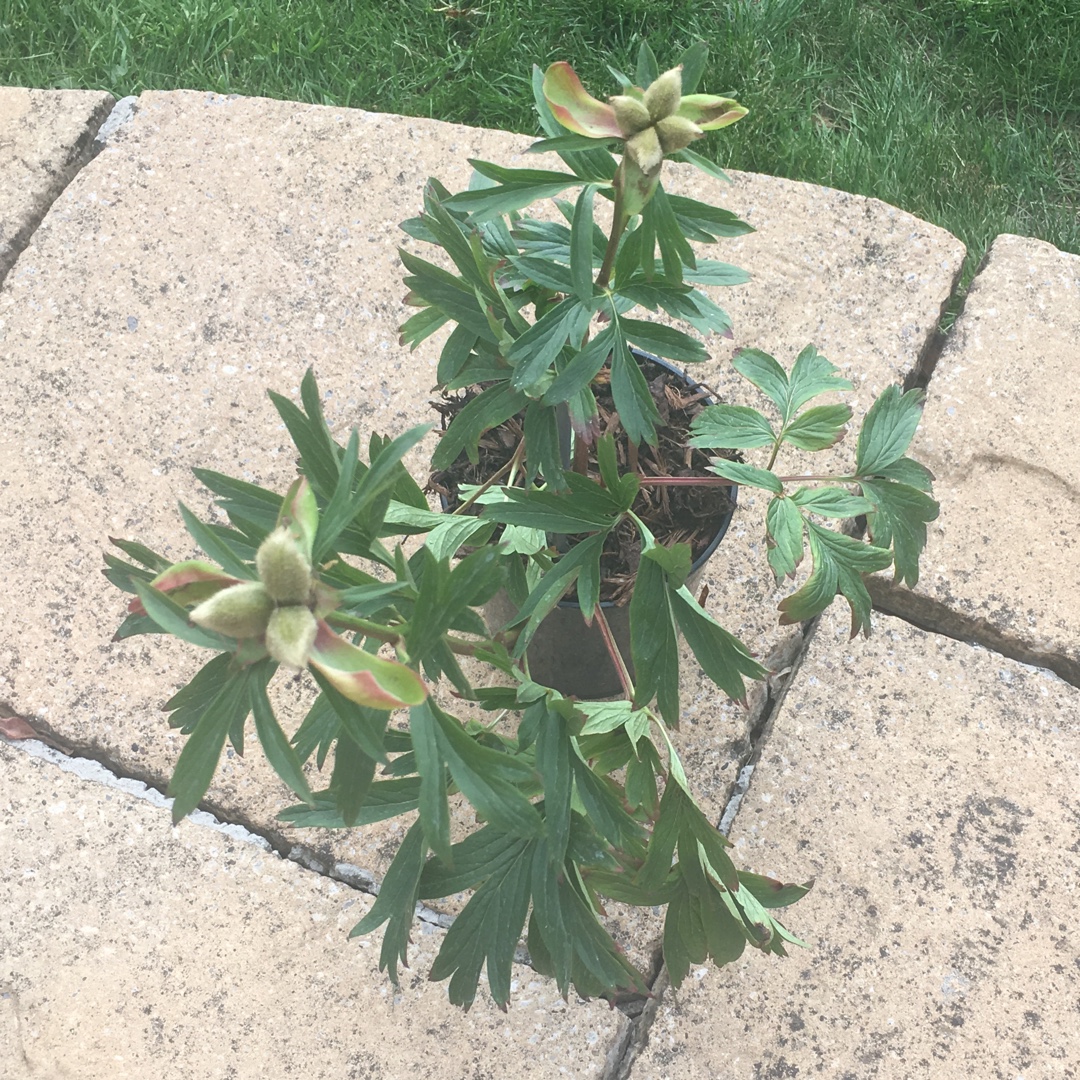 Paeonia peregrina Otto Froebel syn. Paeonia lobata Sunshine, Paeonia peregrina Sunshine, Paeonia Sunshine in the GardenTags plant encyclopedia Peony Otto Froebel (Herbaceous) in the GardenTags plant encyclopedia