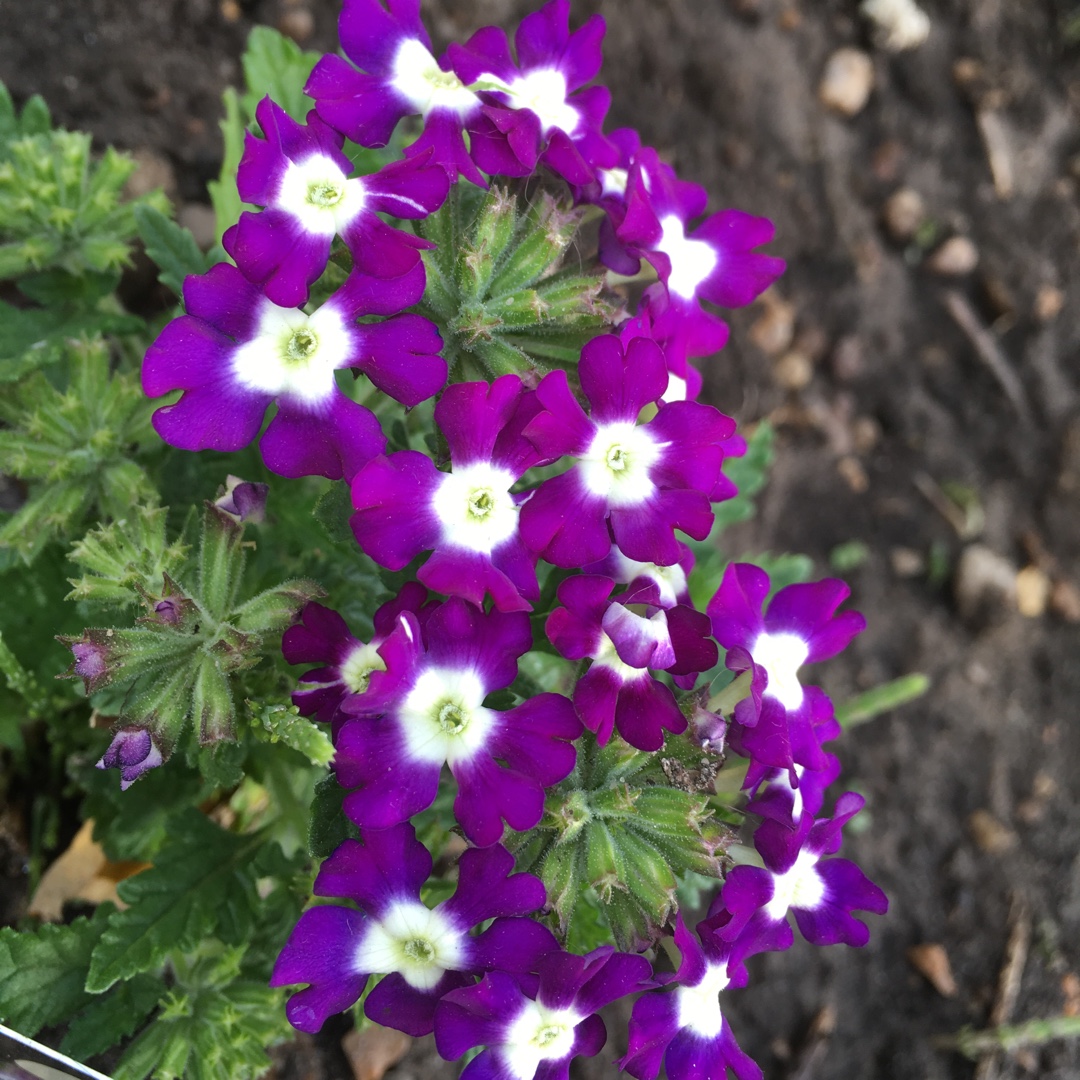 Verbena Obsession Blue With Eye in the GardenTags plant encyclopedia Verbena Obsession Blue With Eye in the GardenTags plant encyclopedia
