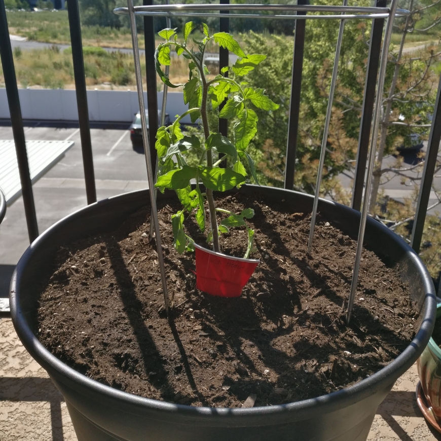 Solanum lycopersicum Black Beauty in the GardenTags plant encyclopedia Tomato Black Beauty in the GardenTags plant encyclopedia