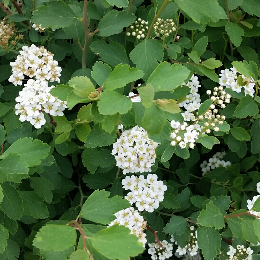 Spiraea Trilobata in the GardenTags plant encyclopedia Threelobe Spiraea in the GardenTags plant encyclopedia