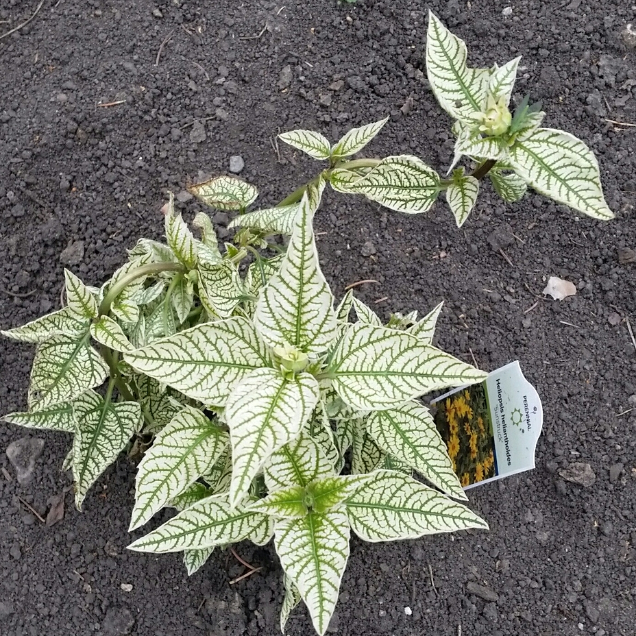 Variegated False Sunflower Sunstruck in the GardenTags plant encyclopedia