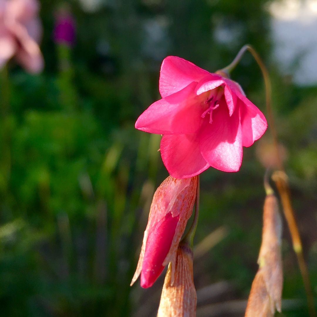 Dierama pulcherrimum Blackbird in the GardenTags plant encyclopedia Angels Fishing Rod Blackbird in the GardenTags plant encyclopedia
