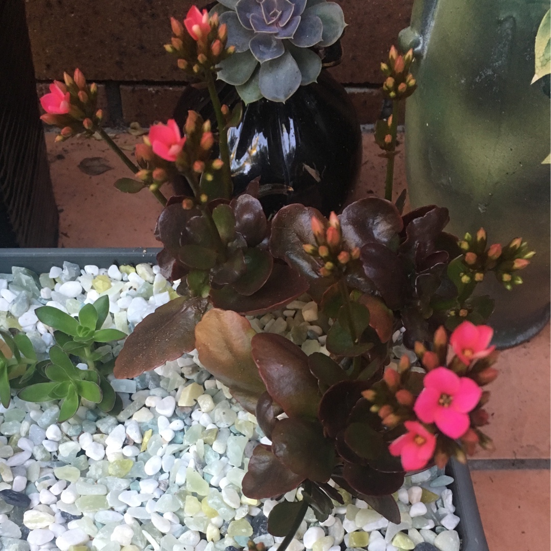 Kalanchoe Bordeaux in the GardenTags plant encyclopedia Kalanchoe Bordeaux in the GardenTags plant encyclopedia