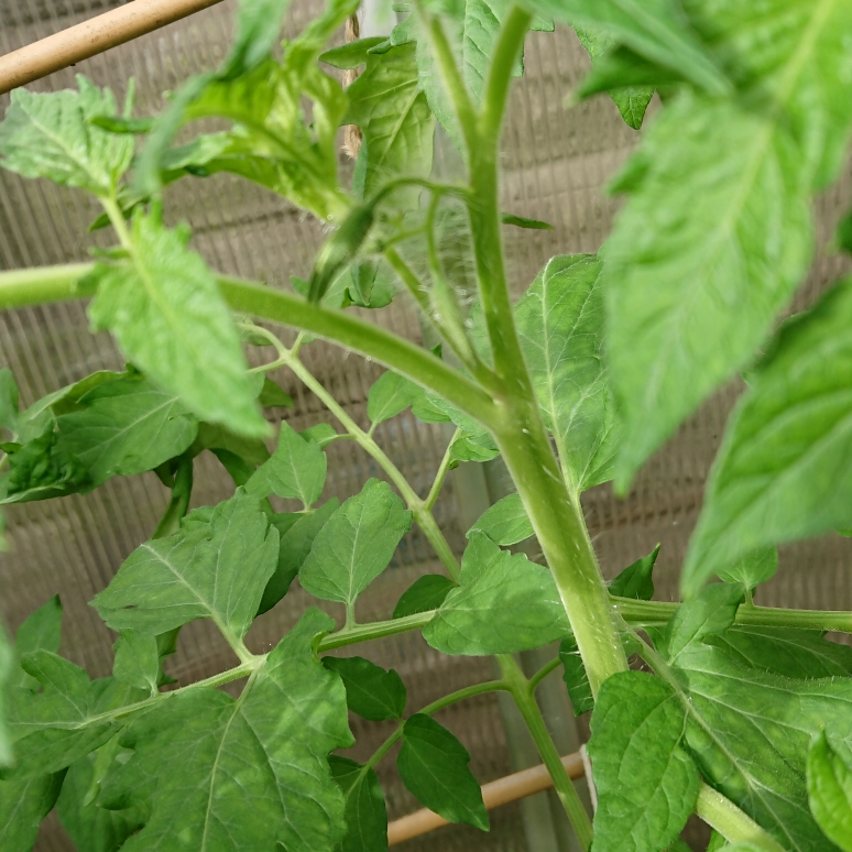 Solanum lycopersicum Ferline F1 in the GardenTags plant encyclopedia Tomato Ferline F1 in the GardenTags plant encyclopedia