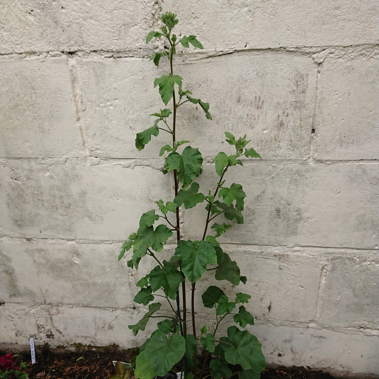 Lavatera x clementii Blushing Bride in the GardenTags plant encyclopedia Lavatera Blushing Bride in the GardenTags plant encyclopedia