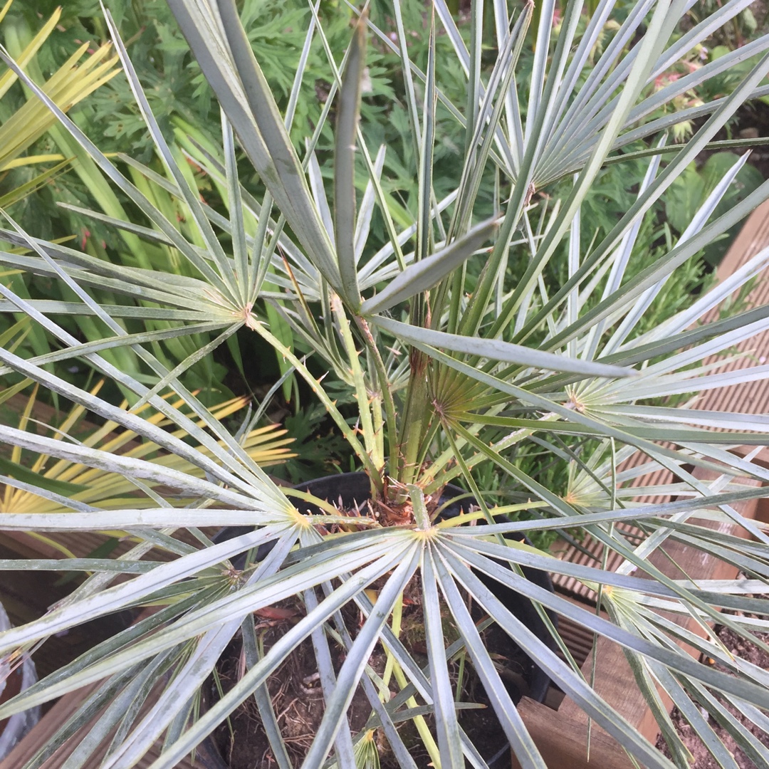 Blue Mediterranean Fan Palm in the GardenTags plant encyclopedia