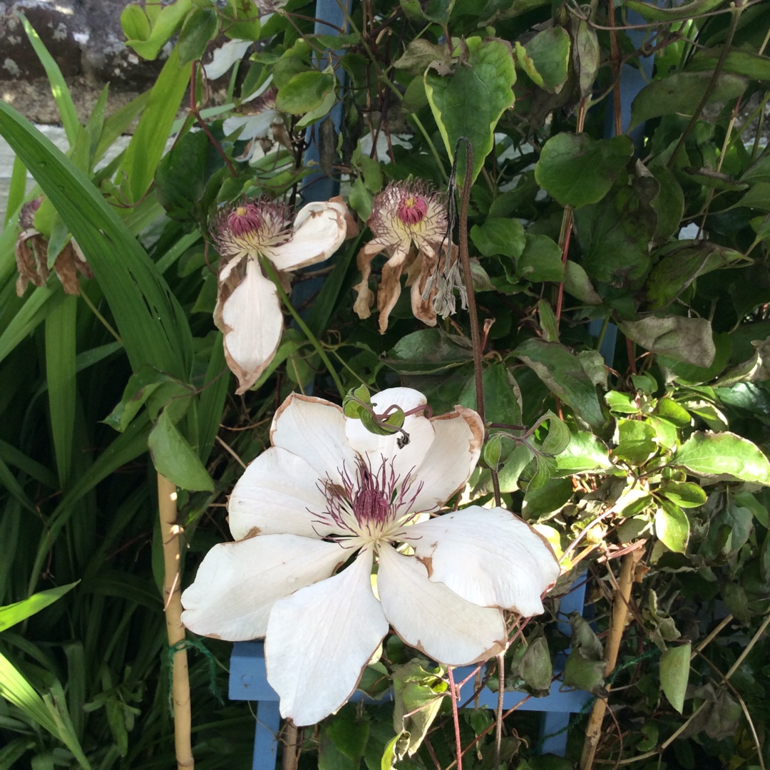 Clematis Wedding Day in the GardenTags plant encyclopedia Clematis Wedding Day in the GardenTags plant encyclopedia