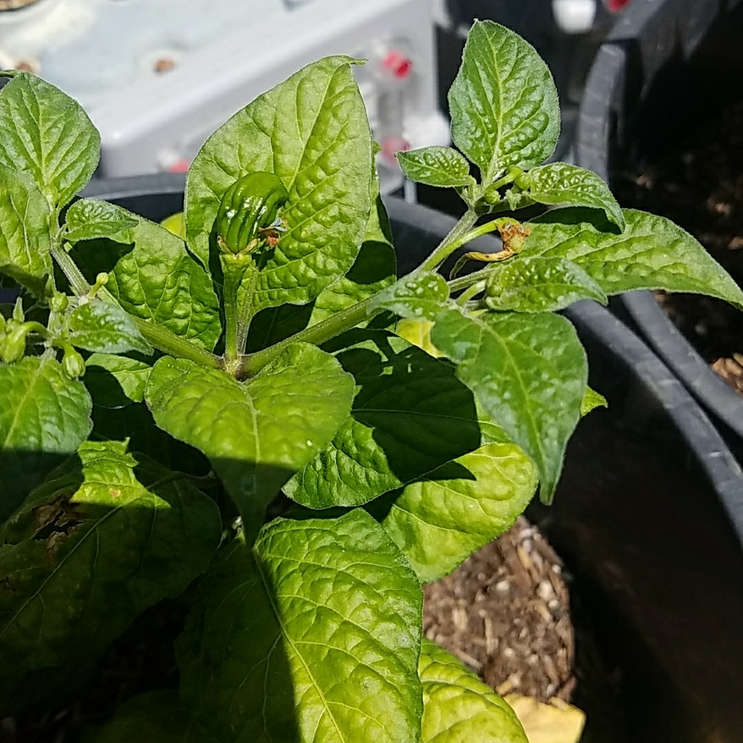 Capsicum chinense Fatalii in the GardenTags plant encyclopedia Chilli Fatalii in the GardenTags plant encyclopedia