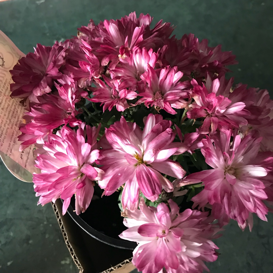 Chrysanthemum Shabby Chic in the GardenTags plant encyclopedia Chrysanthemum Shabby Chic in the GardenTags plant encyclopedia