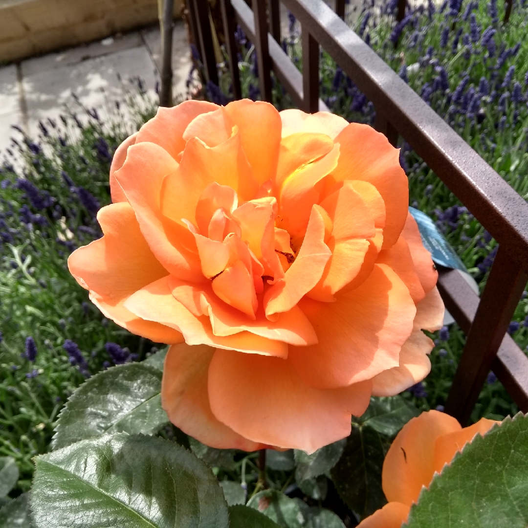 Rosa Sparkle in the GardenTags plant encyclopedia Hybrid Tea Rose Sparkle in the GardenTags plant encyclopedia