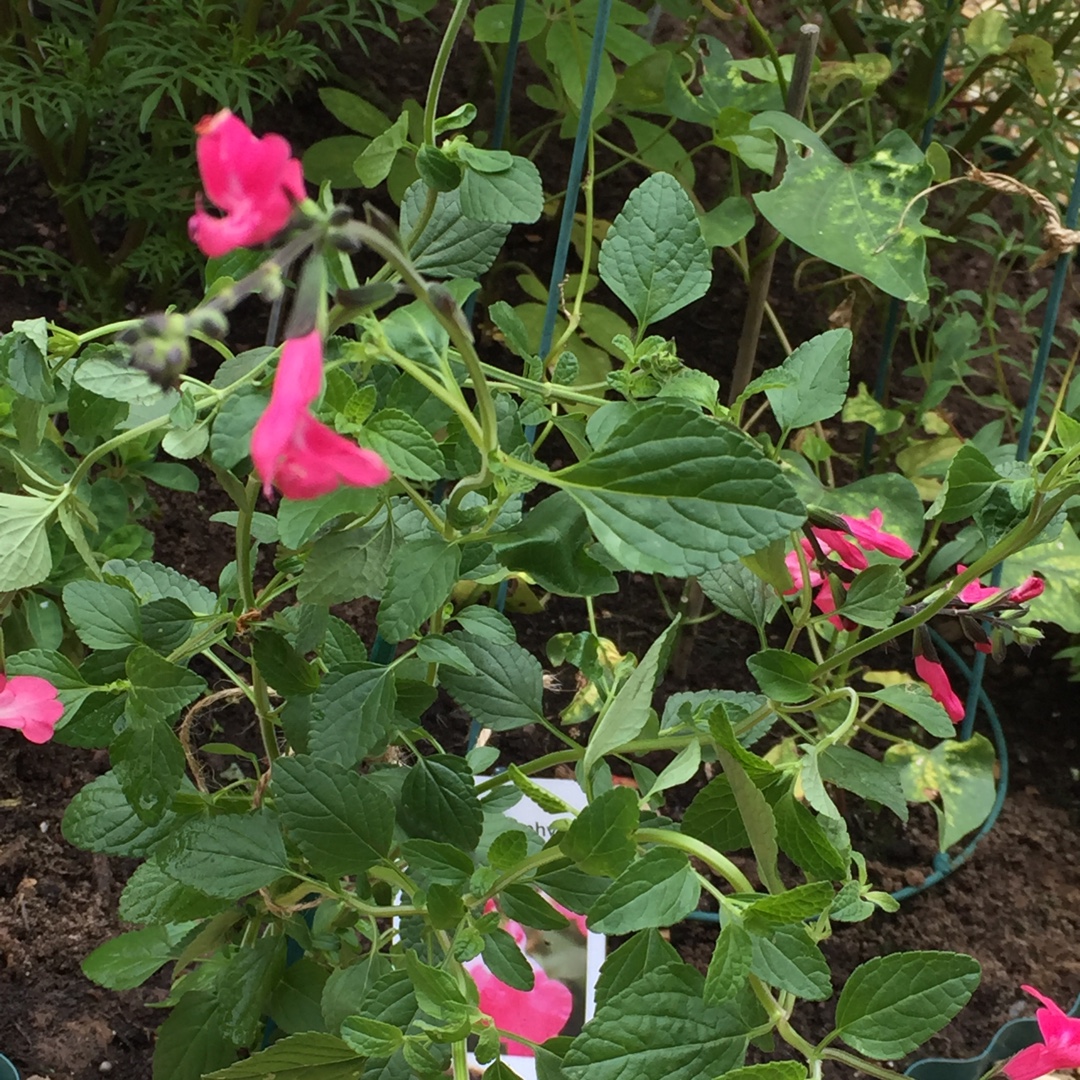 Salvia x jamensis Pink Lips in the GardenTags plant encyclopedia Salvia Pink Lips in the GardenTags plant encyclopedia