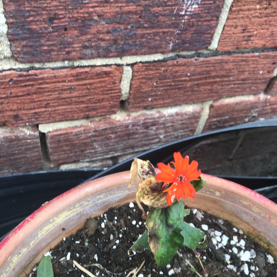 Lychnis x arkwrightii Orange Zwerg in the GardenTags plant encyclopedia Arkwrights Campion Orange Zwerg in the GardenTags plant encyclopedia