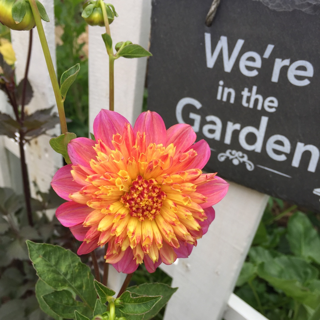 Dahlia Honey in the GardenTags plant encyclopedia Dahlia Honey in the GardenTags plant encyclopedia