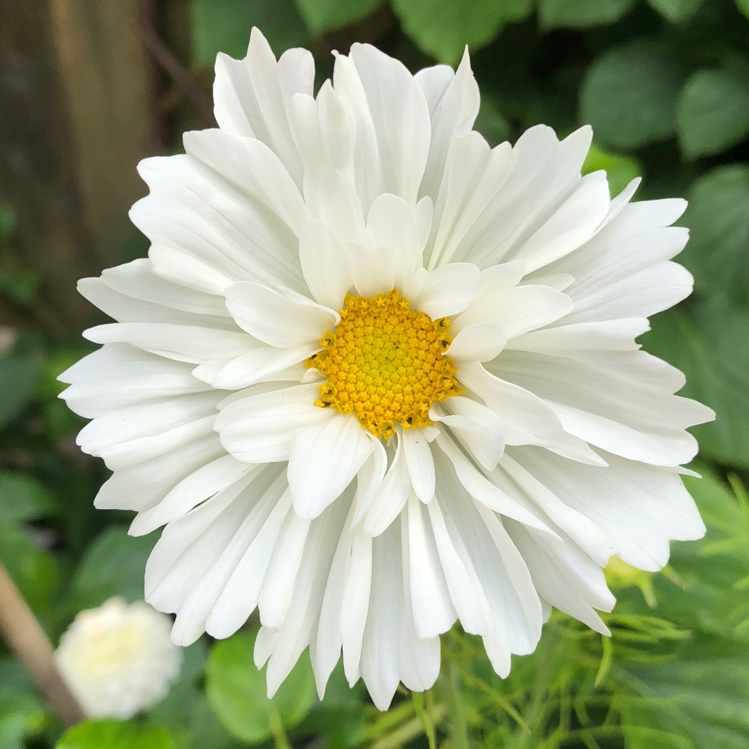 Cosmos Razzmatazz (Mix) in the GardenTags plant encyclopedia Cosmea Razzmatazz (Mix) in the GardenTags plant encyclopedia