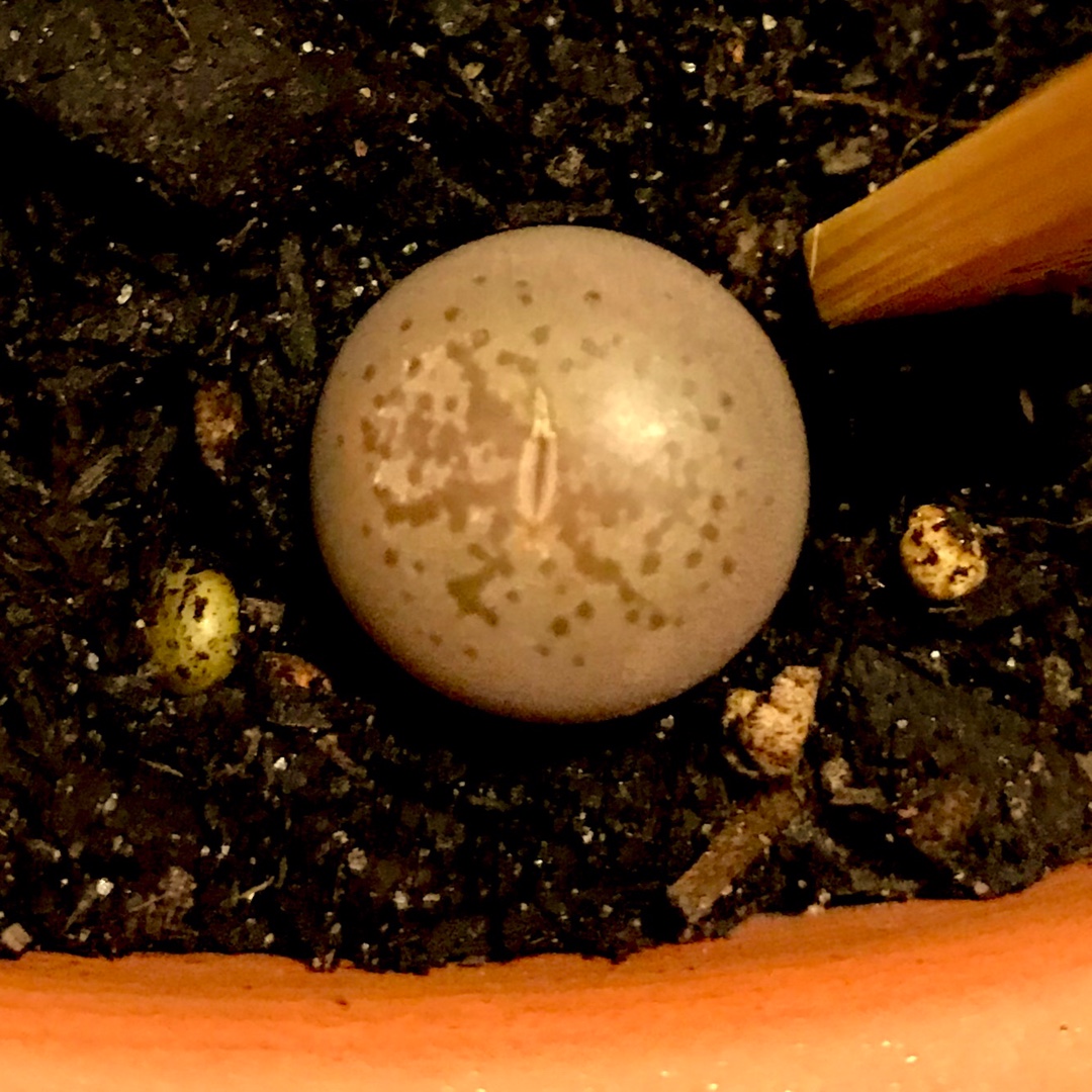 Lithops Coleorum C396 in the GardenTags plant encyclopedia Living Stones Coleorum in the GardenTags plant encyclopedia