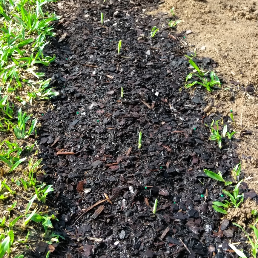 Zea mays var. saccharata Silver N Gold 65 F1 Hybrid in the GardenTags plant encyclopedia Sweet Corn Silver N Gold 65 F1 Hybrid in the GardenTags plant encyclopedia