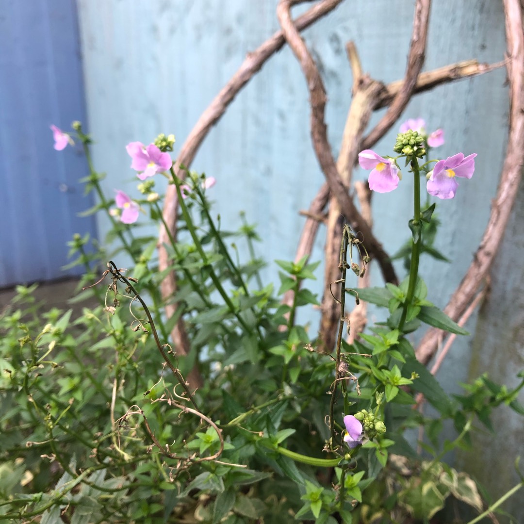 Nemesia Aromatica Rose Pink in the GardenTags plant encyclopedia Nemesia Aromatica Rose Pink in the GardenTags plant encyclopedia