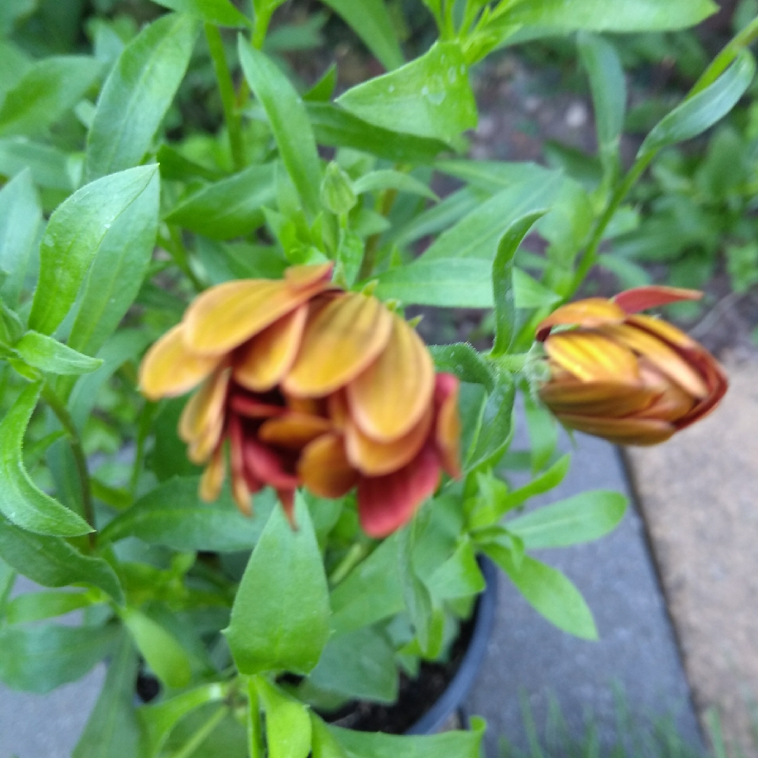 Osteospermum Bronze in the GardenTags plant encyclopedia African Daisy Bronze in the GardenTags plant encyclopedia