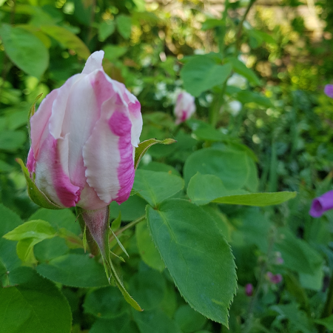 Rosa Frau Karl Druschki in the GardenTags plant encyclopedia Hybrid Tea Rose Frau Karl Druschki in the GardenTags plant encyclopedia