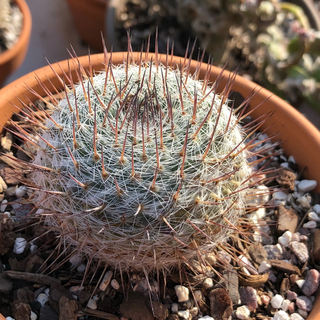 Mammillaria formosa subsp. chionocephala syn. Mammillaria chionocephala in the GardenTags plant encyclopedia Mammillaria formosa subsp. chionocephala in the GardenTags plant encyclopedia